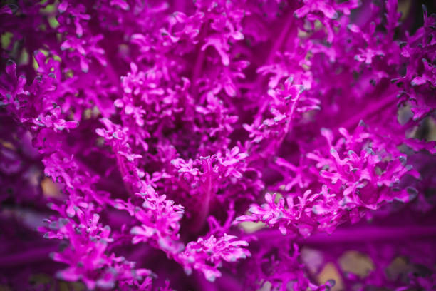 istock Decorative cabbage with purple leaves close-up 1221526063
