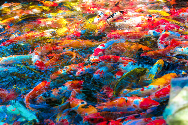 istock multi-colored koi fish swim in a blue pond. 1221527446