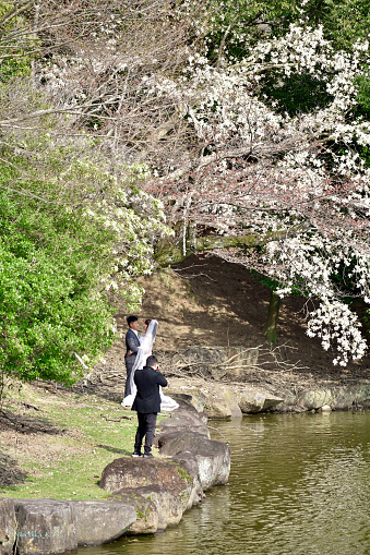 Nara, Japan - March 29th 2019; Photo shooting of wedding in Nara park, Japan