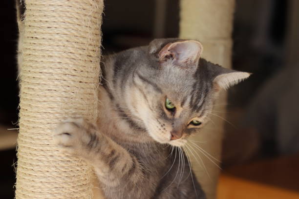 istock Cute cat holding a pillar and looking down. 1221529330