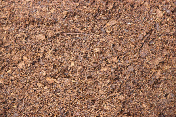 istock The texture of dry peat. 1221530200