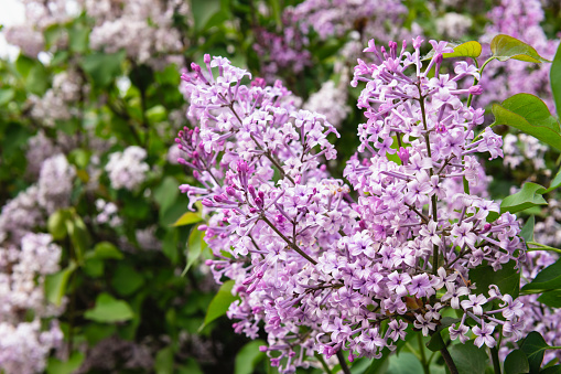 Spring background. Lilac branches on a green bokeh background. Sunny day. Nature.