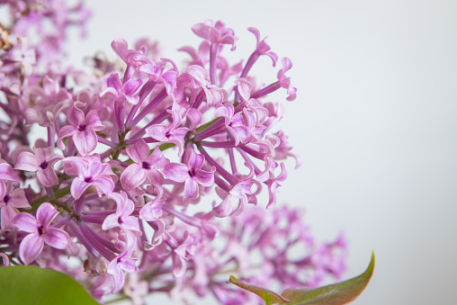 Close-up of purple lilac flowers