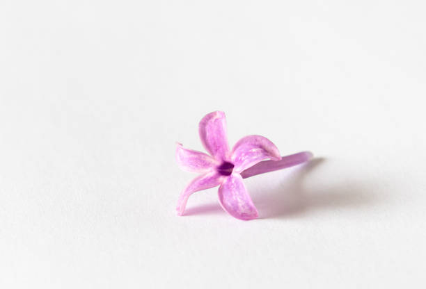 Close up of lilac petals on white background