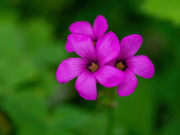 istock Violet color wild flowers 1221531327