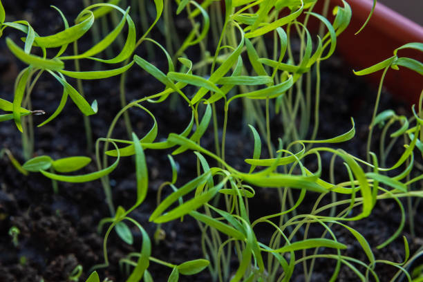 Sprouts of young dill in box on balcony. Greens grown at home