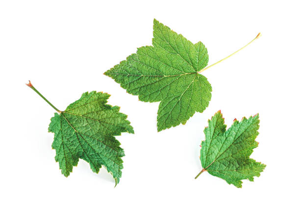 istock Set of currant leaf isolated on white background 1221532355