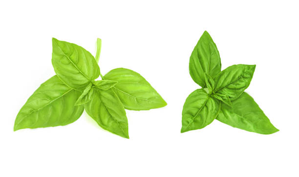 istock Fresh green basil leaves isolated on white background, top view 1221532361