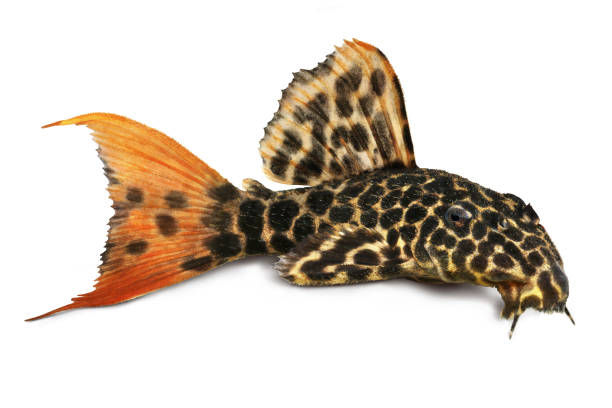 leopard cactus pleco poissons d’aquarium pseudacanthicus leopardus - ancistrus photos et images de collection
