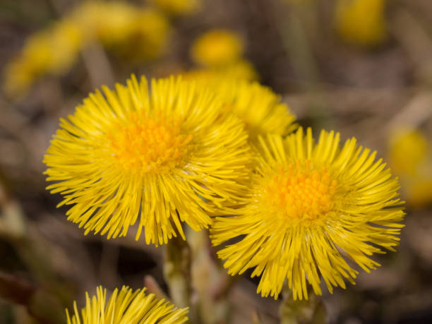 istock yellow coltsfoot flowers close up 1221535697