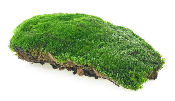 istock Piece of green forest moss isolated on a white background 1221535968