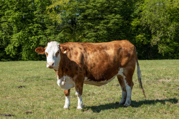 istock brown white cow standing on a meadow, trees in the background, looking into the camera 1221536677