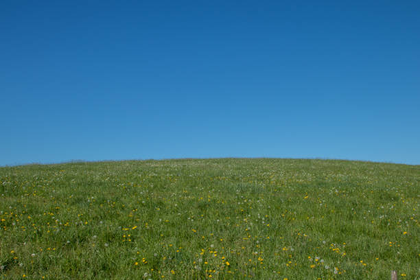 istock green meadow under the blue sky 1221536930