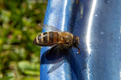 honey bee drinking water at a birth bath