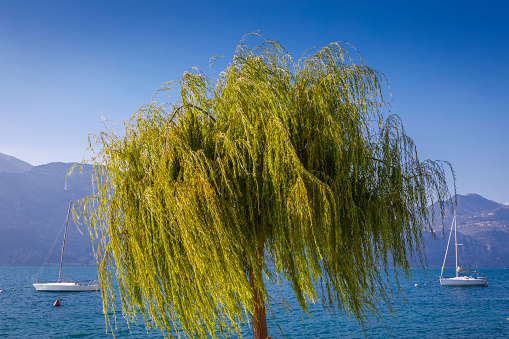 bare willow trees in the spring season in the park, willow branches without foliage hang to the ground in early spring