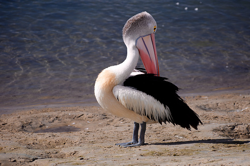 Pelican at the water’s edge in the Gippsland Lakes