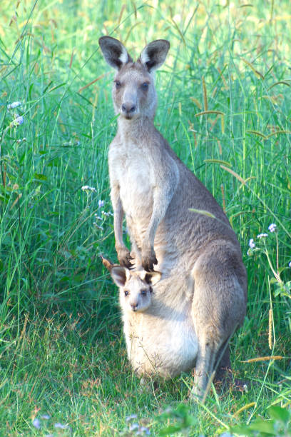 istock Australian kangaroo - the cute wildlife animal 1221540214