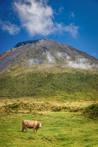 Lonely cow grazing in front of Mount Pico Volcano Azores Pico Island Lonely cow standing on green summer meadow in front of Mount Pico Stratovolcano Mountain Peak looking towards the camera. Madalena Volcanic Complex Area, Pico Island, Azores, Portugal, Europe madalena stock pictures, royalty-free photos & images