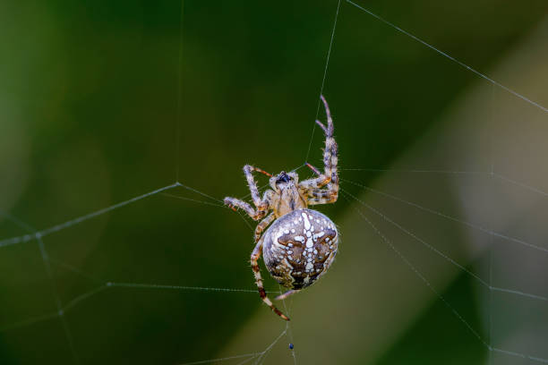istock Female garden-spider feeds on its prey in web 1221541739