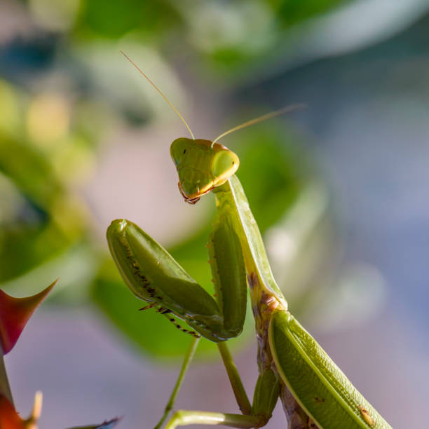 istock Green mantis female sits on a rose bush 1221541835