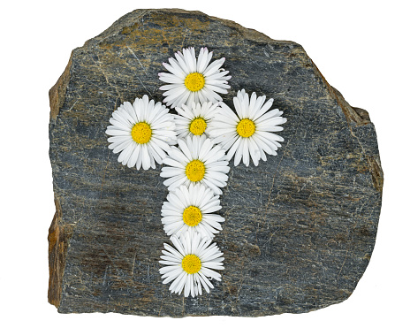 Christian cross made of yellow white daisy flowers on a gray slate plate isolated on White