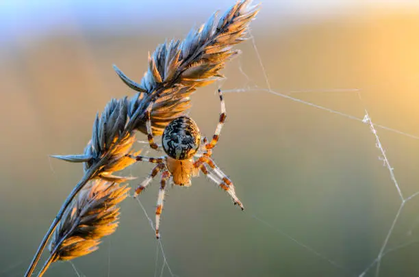 A female garden-spider sits in the center of its web early in the morning