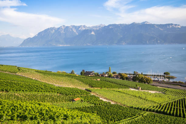istock Vineyards in Lavaux region, Switzerland 1221542111