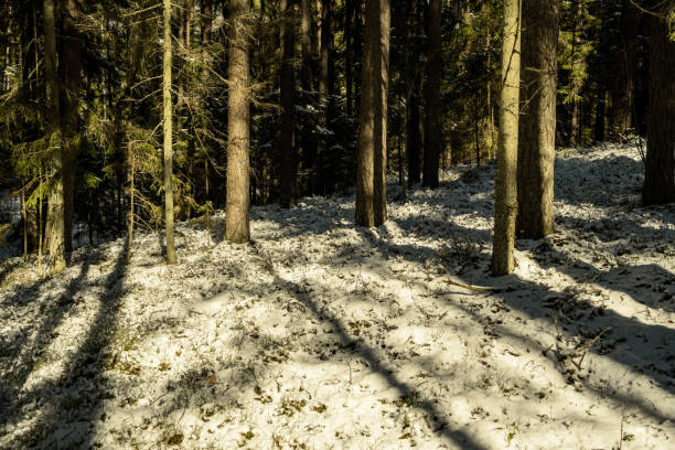 istock shadows under the trees in winter forest with low snow 1221542785