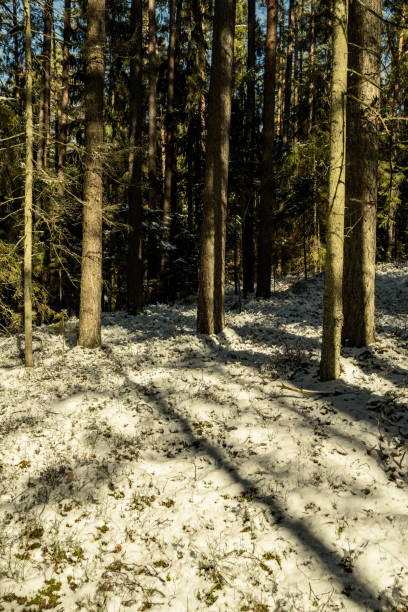 istock shadows under the trees in winter forest with low snow 1221542788