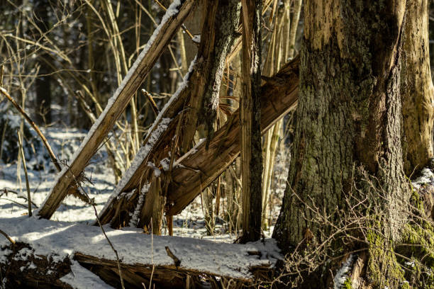 winter forest