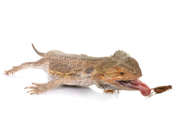 istock bearded dragons eating cricket 1221543293