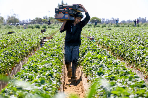 un agricultor diario trabaja duro bajo el sol en un campo de fresas en méxico - trabajador emigrante fotografías e imágenes de stock