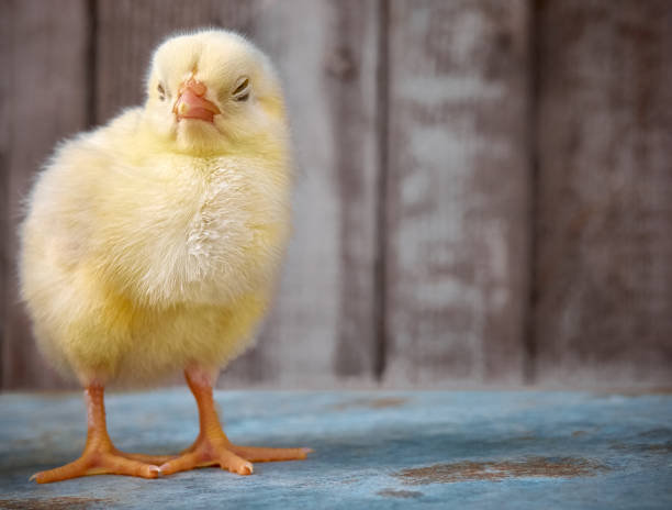 istock Cute little newborn chicken. 1221543649