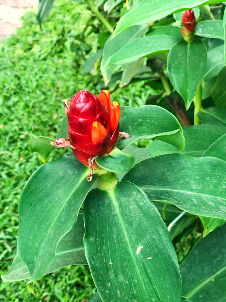 istock Fresh red flower. Malay ginger, Spiral Flag, Indian Head Ginger. 1221544516