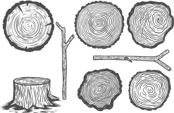 Vector illustration of Set of illustrations of wood slice in engraving style. Design element for poster, label, sign, emblem, menu. Vector illustration