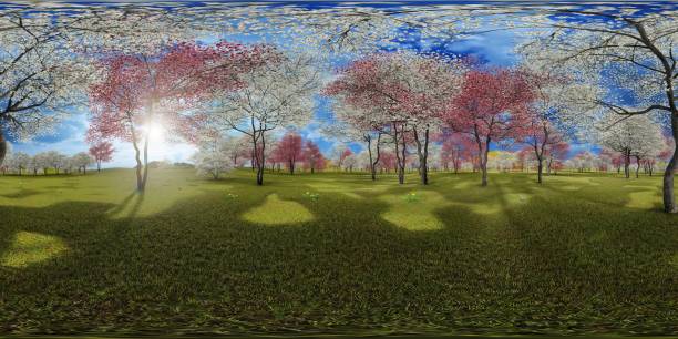 árvores de dogwood florescendo no pomar na primavera - spring magnolia flower sky - fotografias e filmes do acervo