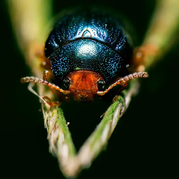 Small Leaf Beetle also known as Chrysomelidae