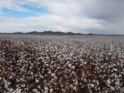 Cotton field with mountains and cloudy sky in the background, South Africa