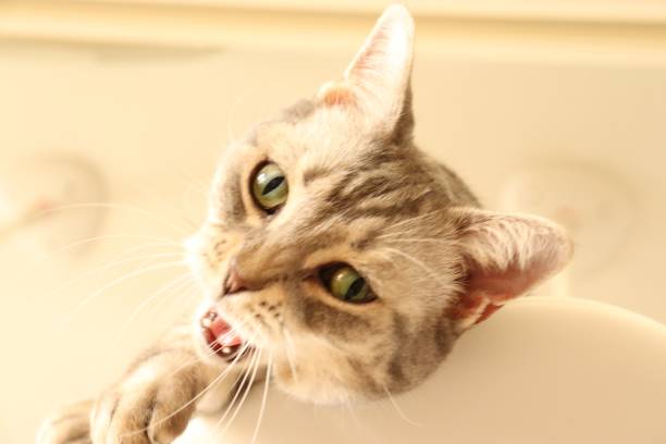 istock Ah, a cute cat with a complaining atmosphere. 1221549534