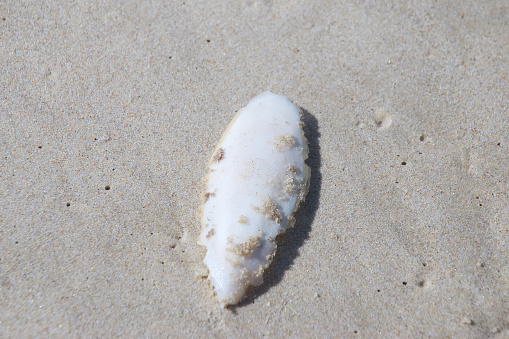 Sepia bone from the sea