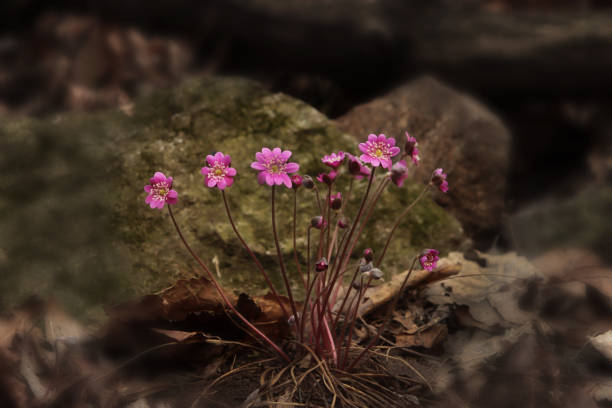 istock field flowers/ Flower name is Norugwi 1221549977
