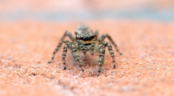 Jumping spider Marpissa muscosa on a brick wall, selective focus