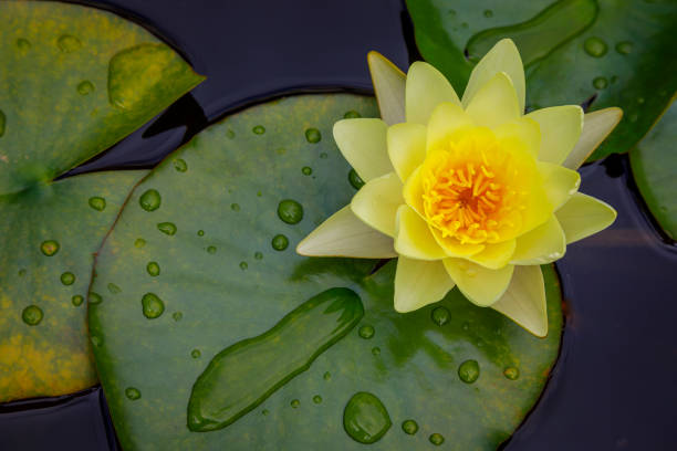 lis d’eau jaune de lotus, avec des gouttes - nymphaea flottant dans un étang - pond water lily water drop photos et images de collection