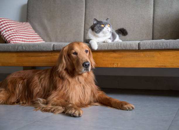 istock British Shorthair and Golden Retriever 1221551244