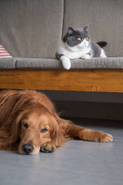 istock British Shorthair and Golden Retriever 1221551245