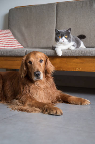 istock British Shorthair and Golden Retriever 1221551246