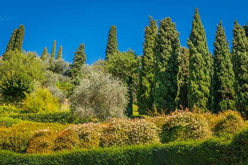 Cypresses in idyllic Lake Como, relax landscape – Bellagio, Italy