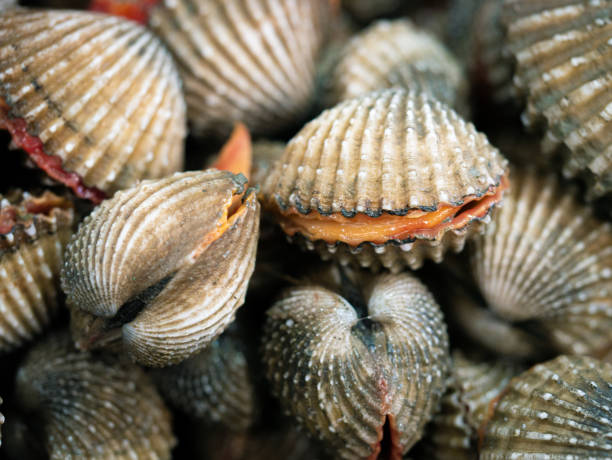 istock Fresh cockle in the market at Thailand. Selective focus. 1221553420