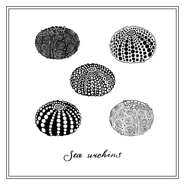 Set of Five Sea Urchins. Seashell. Black and white square card. Hand-drawn collection of greeting cards. Vector illustration. Set of Five Sea Urchins. Seashell. Black and white square card. Hand-drawn collection of greeting cards. Vector illustration on a white background. sea urchin stock illustrations