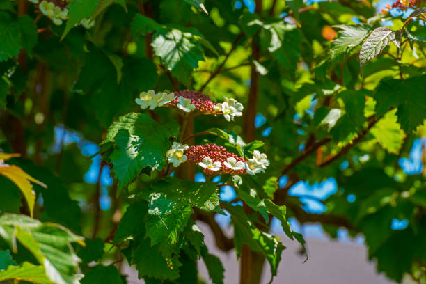 Blossoms in an deciduous tree in a garden below a blue sky in sunlight in spring, Almere, Flevoland, The Netherlands, April 27, 2020